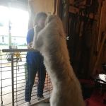 Noah's Mobile Vet Clinic