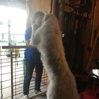 Noah's Mobile Vet Clinic ico
