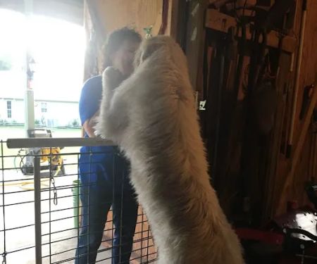 Noah's Mobile Vet Clinic