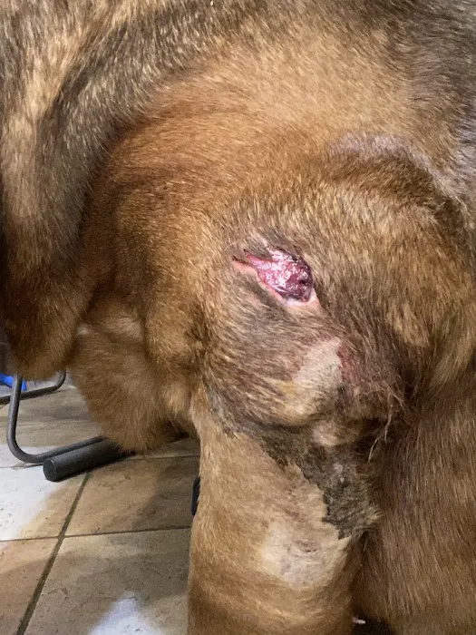 South Metro Animal Emergency Care Picture 4