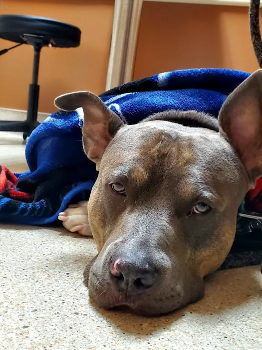 South Metro Animal Emergency Care Picture 5