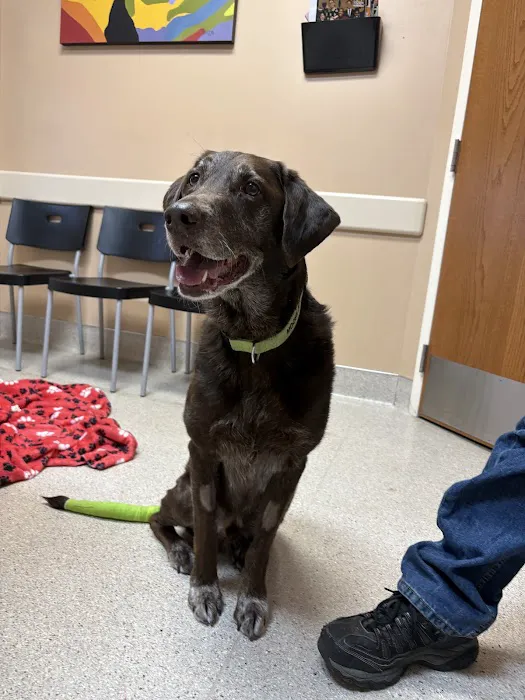 South Metro Animal Emergency Care Picture 8