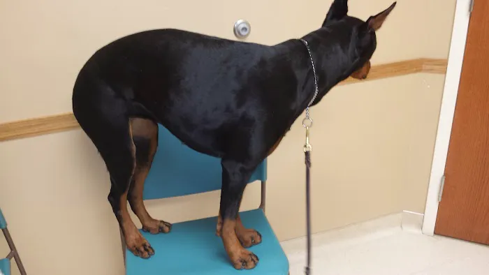 South Metro Animal Emergency Care Picture 6