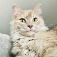 Vetco Total Care Animal Hospital ico