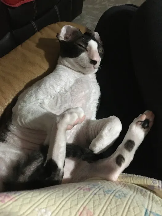 Banfield Pet Hospital Picture 7