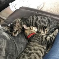 Cleary Lake Veterinary Hospital ico