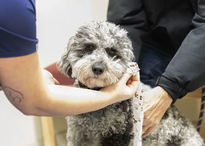 Rivertown Animal Hospital Picture 6