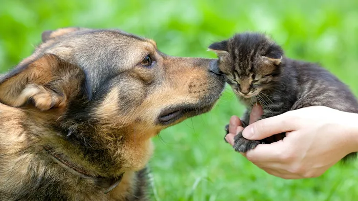 Rivertown Animal Hospital Picture 9