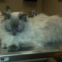 Stillwater Veterinary Clinic ico