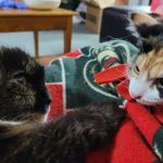 At Home Animal Clinic