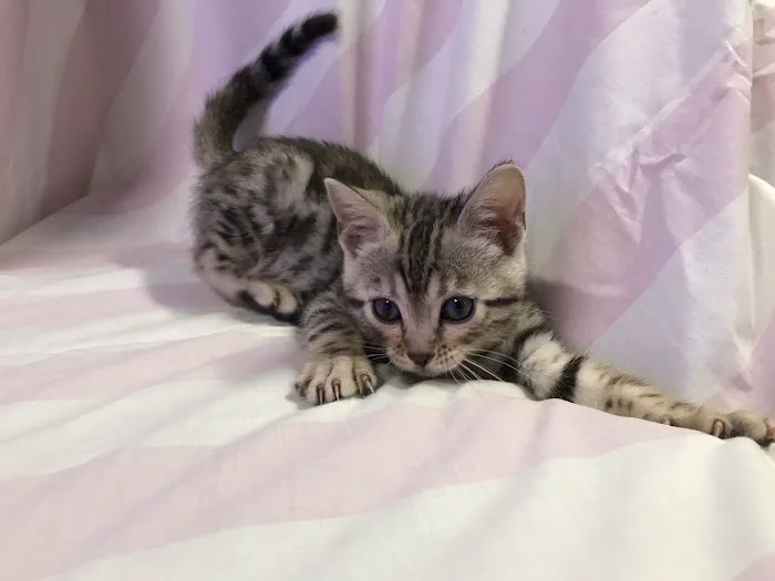 Stillwater Premier Bengal Cats Picture 4