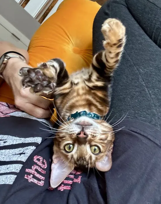 Stillwater Premier Bengal Cats Picture 2
