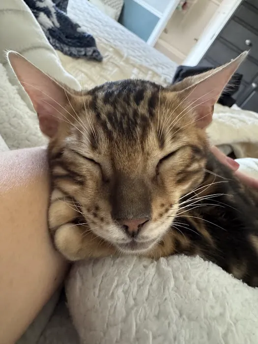 Stillwater Premier Bengal Cats Picture 1