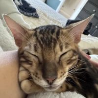 Stillwater Premier Bengal Cats ico