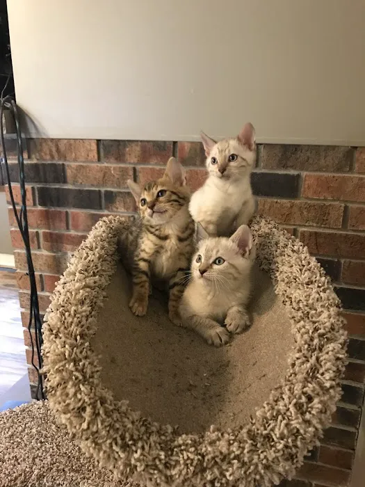 Stillwater Premier Bengal Cats Picture 5