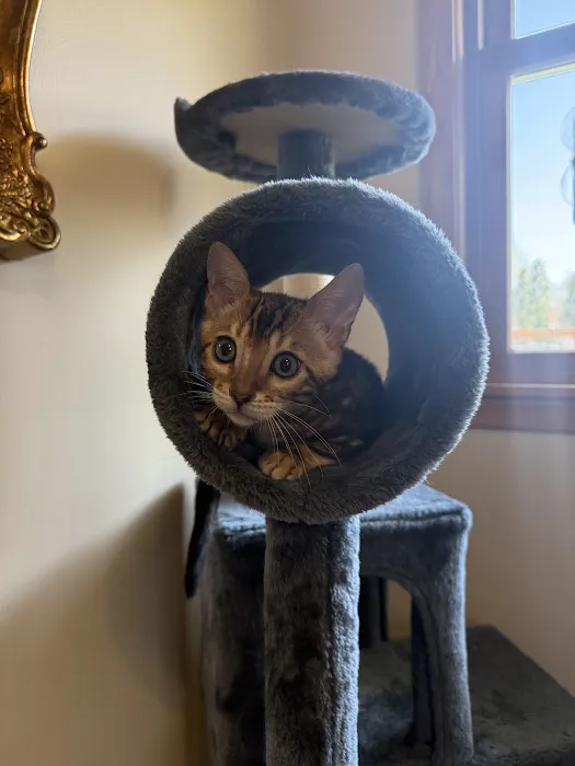Stillwater Premier Bengal Cats Picture 8