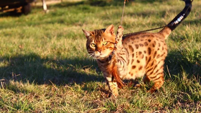 Stillwater Premier Bengal Cats Picture 10