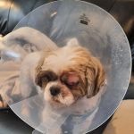 Hudson Pet Hospital