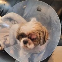 Hudson Pet Hospital ico