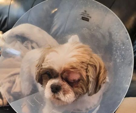 Hudson Pet Hospital