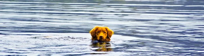 Lakes Veterinary & Surgical Center Picture 6
