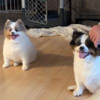 Animal Medical Center-Lindstrom ico