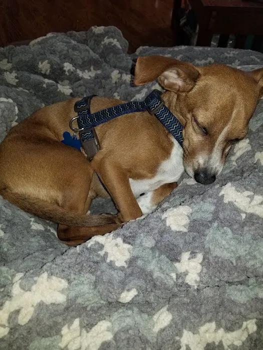 Animal Medical Center-Lindstrom Picture 9