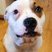 Osceola Veterinary Service ico