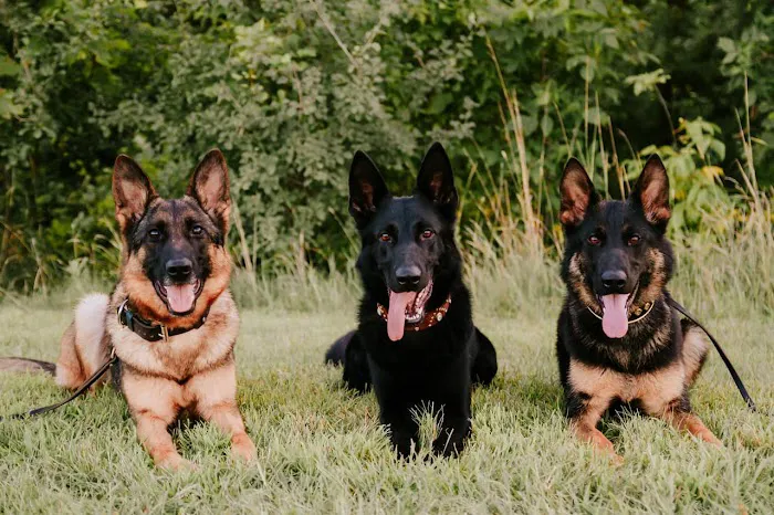 Osceola Veterinary Service Picture 8