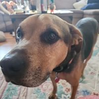 Oak Grove Animal Hospital ico
