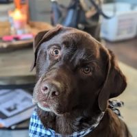 Cottage Grove Animal Hospital ico
