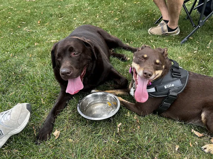 Vet Partners Apple Valley Picture 8
