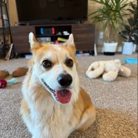 Lakeville Family Pet Clinic ico