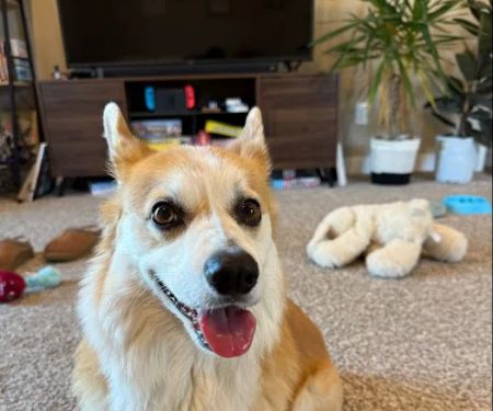 Lakeville Family Pet Clinic