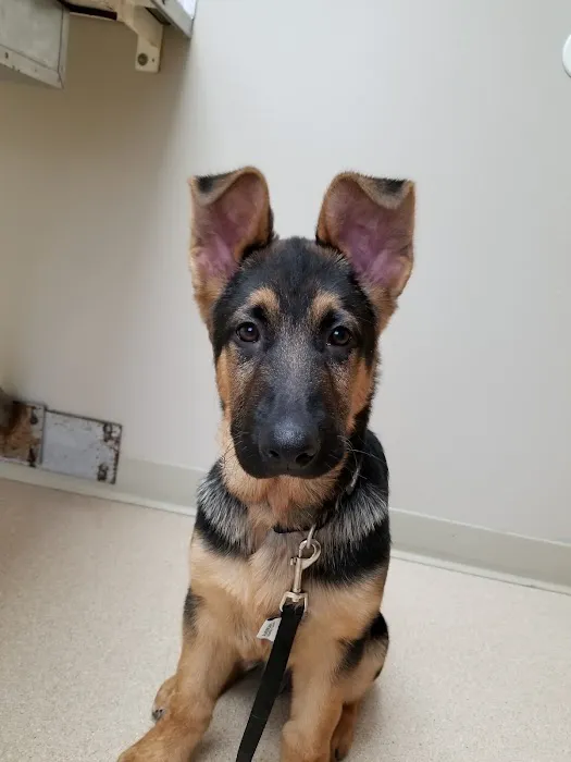Akin Hills Pet Hospital Picture 9