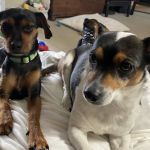 Akin Hills Pet Hospital