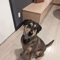 Chaska Vet Hospital ico