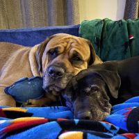St. Boni Pet Hospital ico