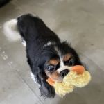 Chaska Valley Veterinary Clinic