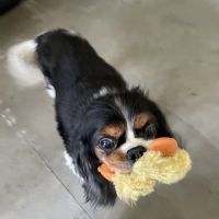 Chaska Valley Veterinary Clinic ico