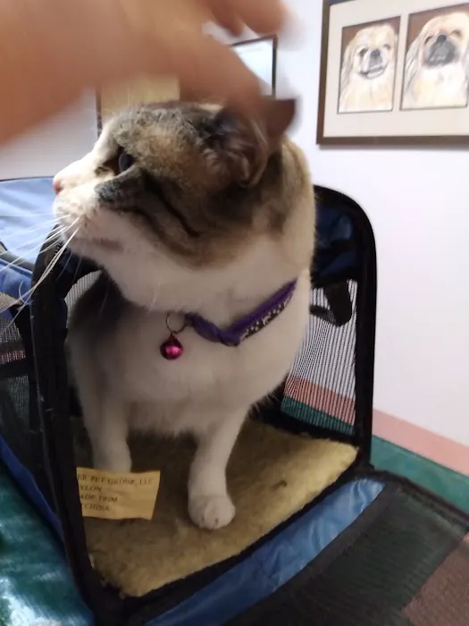 Companion Animal Hospital Picture 7