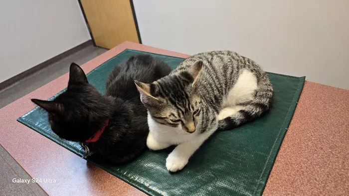 Companion Animal Hospital Picture 6