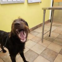 Banfield Pet Hospital ico