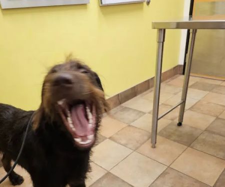 Banfield Pet Hospital