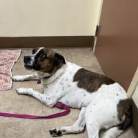 Hillsboro Veterinary Clinic ico