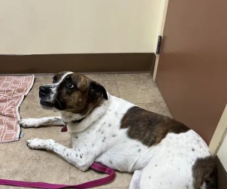 Hillsboro Veterinary Clinic