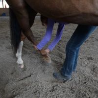 Stretch Your Horse ico