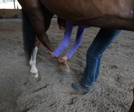 Stretch Your Horse