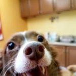 Birch Street Animal Clinic
