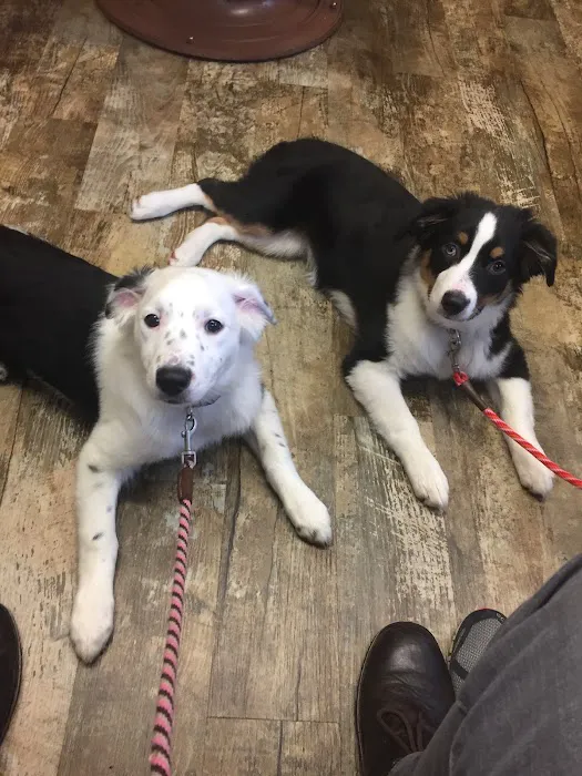 Birch Street Animal Clinic Picture 8